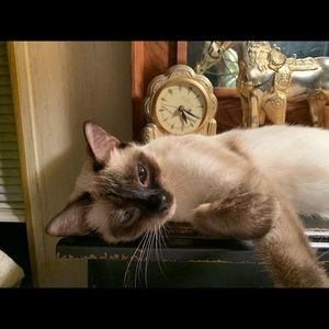 Meet your Posher, Victoria